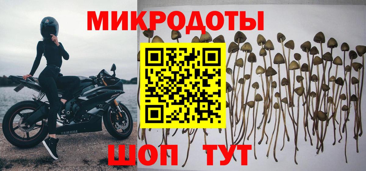 Псилоцибиновые грибы мицелий Кувандык